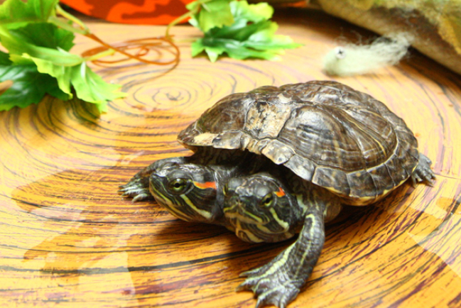 購物商場雙頭龜蛇動物展 取代萬聖節佈置