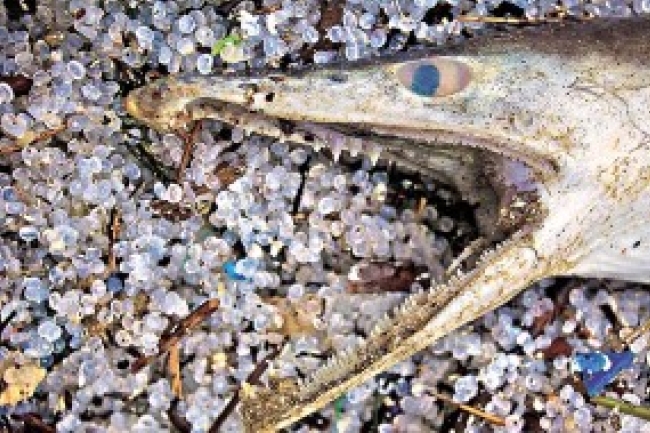 張雲開教授談環保:基督徒「不能坐視不理」