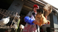 中國發現H7N9禽流感病毒感染病例