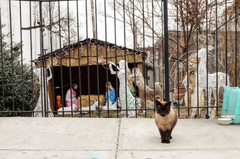 紐約溫馨小景:聖誕馬糟上的流浪貓