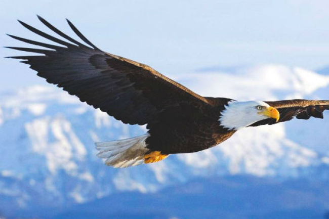 疾風展翅尋志向 10個測試助人生定向