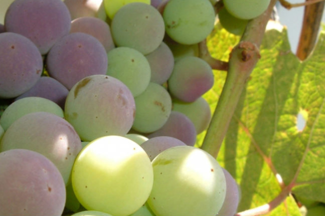 溫偉耀博士：勿做羊皮信徒 要結真果子