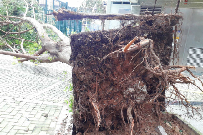 超強颱風山竹襲中港 教會直播崇拜無懼風暴