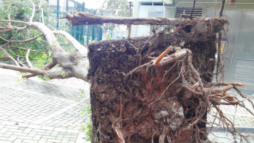 超強颱風山竹襲中港 教會直播崇拜無懼風暴