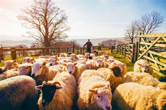 牧者證道：信徒辨聲提防假信息