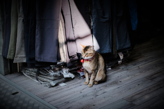 工福明光社10機構呼籲 疫下援助基層家庭