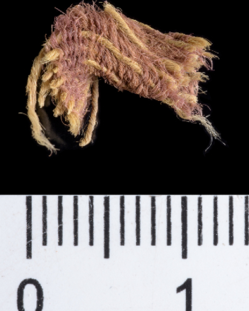 大衛王朝羊毛紫纖維出土 貴族布料耶穌穿紫袍上十架 