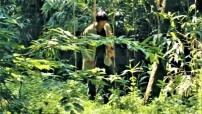 中亞秘密信徒怎樣生活？ 森林藏聖經 染疫遭虐待