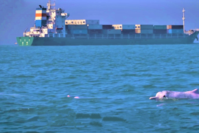 受造界月 團體播片：香港海洋污染白海豚