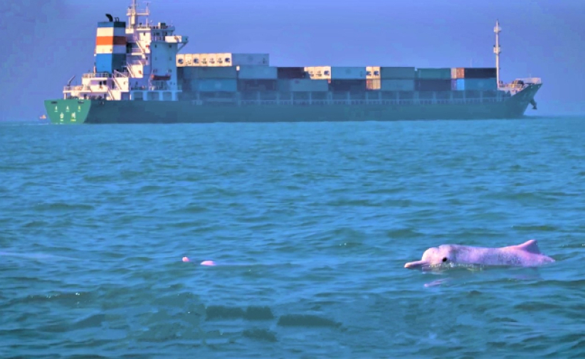 受造界月 團體播片:香港海洋污染白海豚