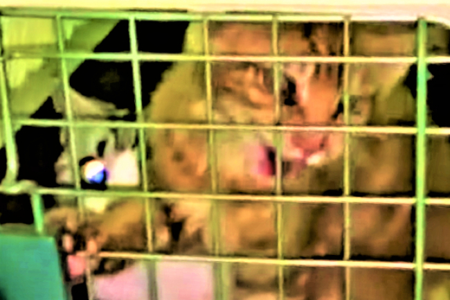 走私名種貓人道毀滅 耶穌怎樣看？