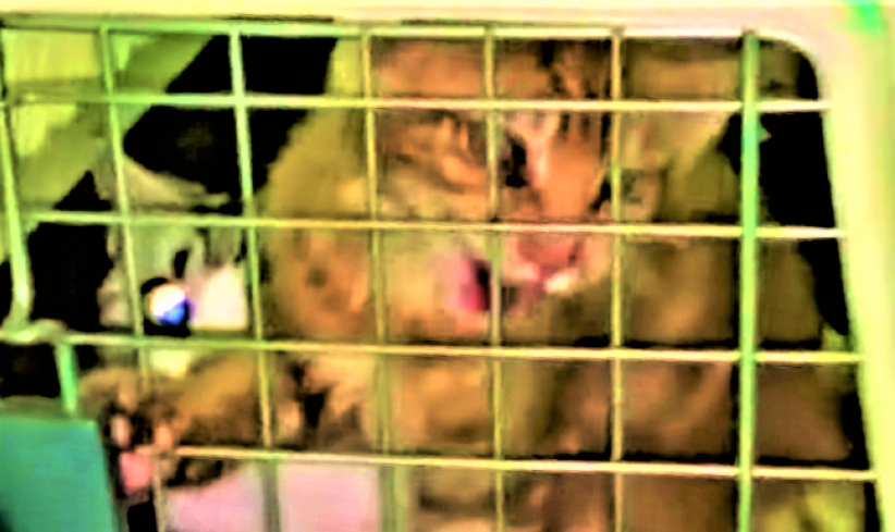 走私名种猫人道毁灭 耶稣怎样看?