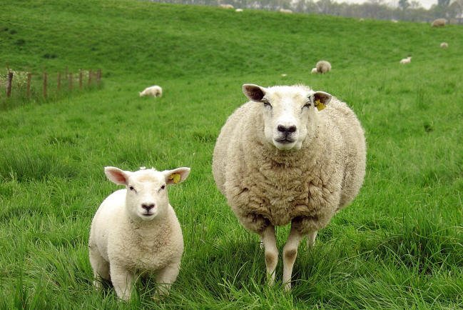 關注離堂信徒 吳振智籲教會恢復「一領一尋羊運動」