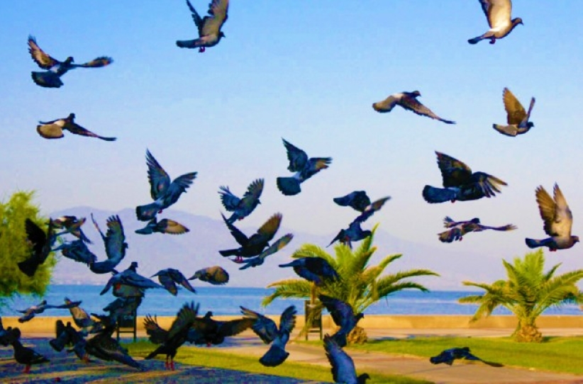 世界和平日：「教育、工作、世代對話」建設社會 