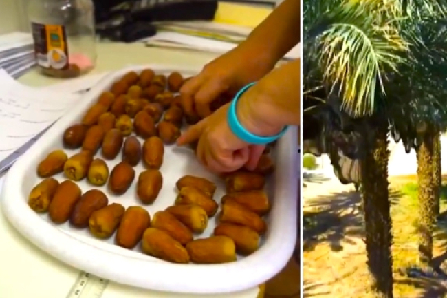 科學家成功「復活」2千年前聖經椰棗樹