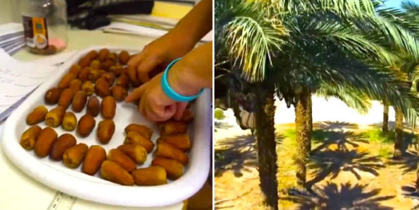 科学家成功「复活」2千年前圣经椰枣树