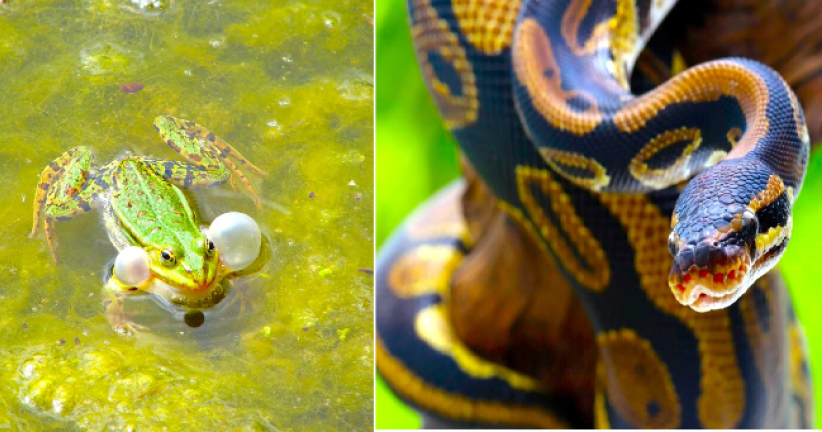 明光社疫下談寵物 動物有靈魂與上帝溝通?