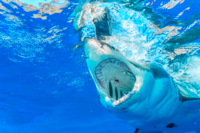 少女海灘被鯊魚咬 拳頭勇打魚臉脫險