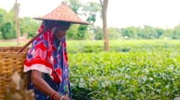 國際婦女節無名英雄現身茶園