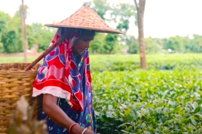 國際婦女節無名英雄現身茶園