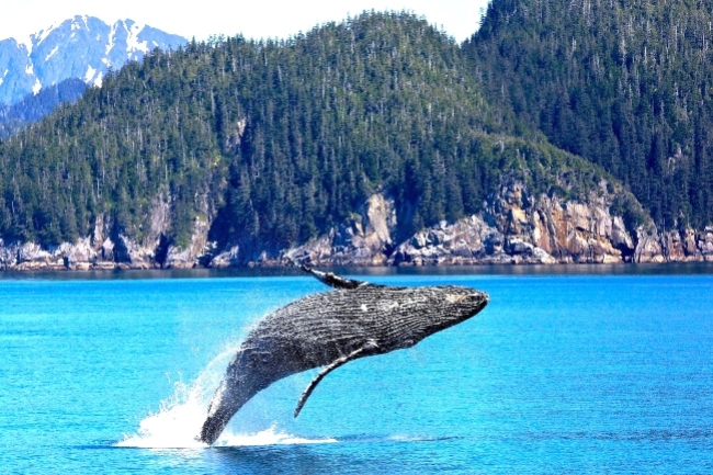 世界海洋日 2040年鯨魚滅種?