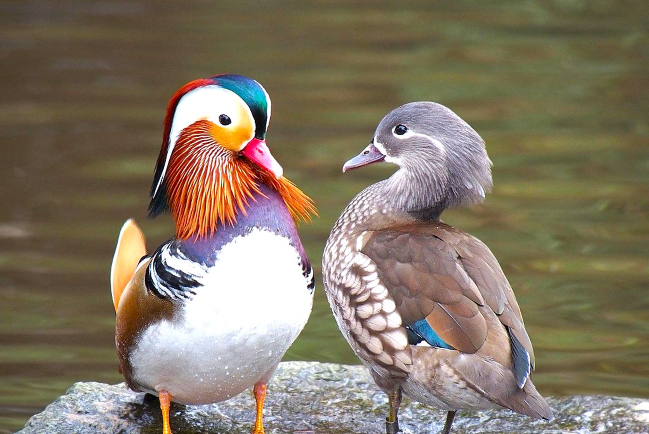 「111光棍節」情商訓練尋覓真愛