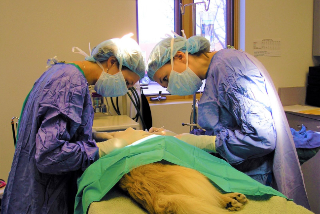 動物離世上天堂？ 神學怎樣說 哀傷輔導解情困