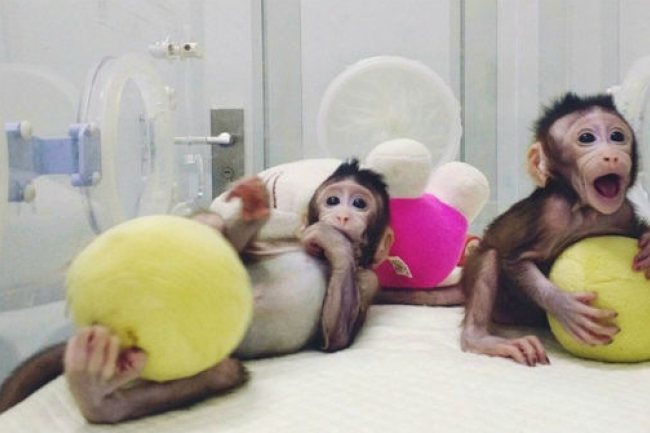人類扮演上帝？ 中國複製猴違反科學倫理