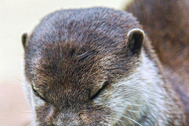 小水獺「謝飯禱告」模樣超可愛