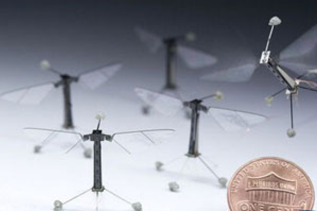 昆蟲機器人在哈佛孵化起飛 是福還是禍？