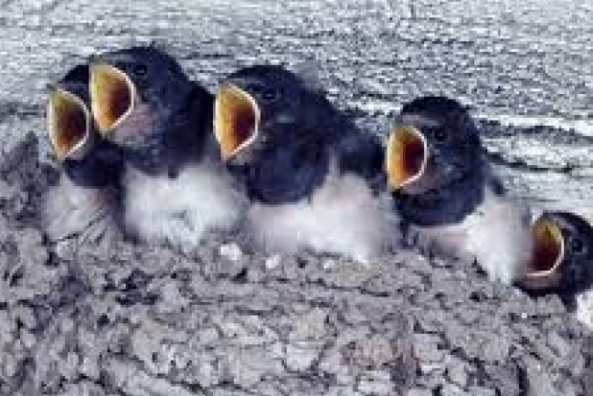 【和諧之歌】七個鳥窩