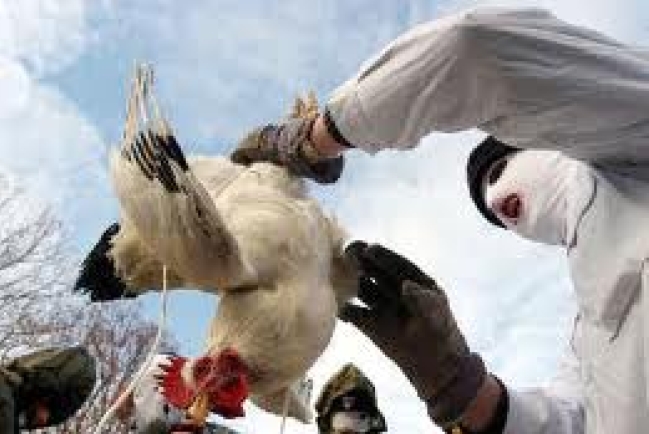 禽流感病毒變種將人傳人  研究結果公開引爭議