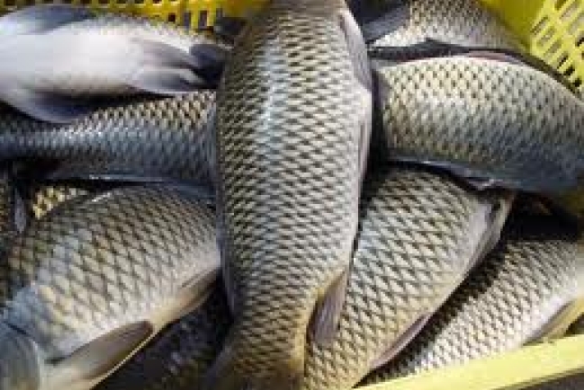 【護髮日誌】天下第一大補品！