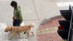 呂sir：親親導盲犬