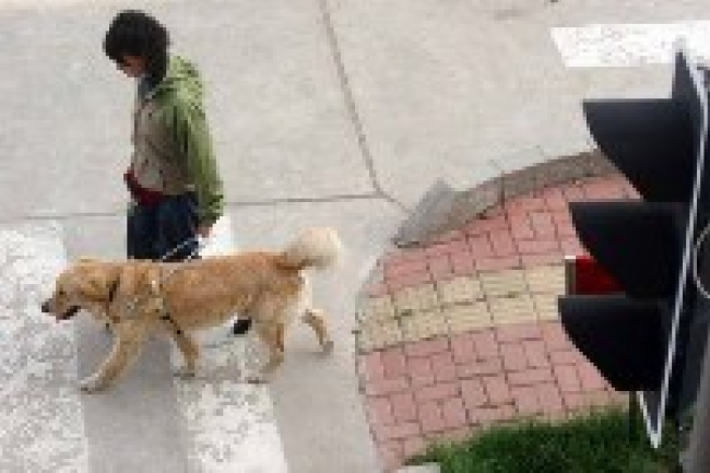 呂sir：親親導盲犬