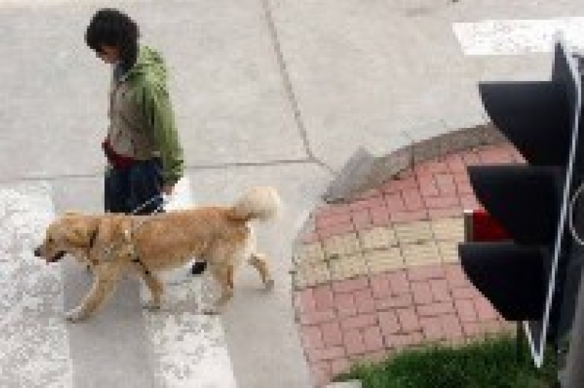 呂sir:親親導盲犬