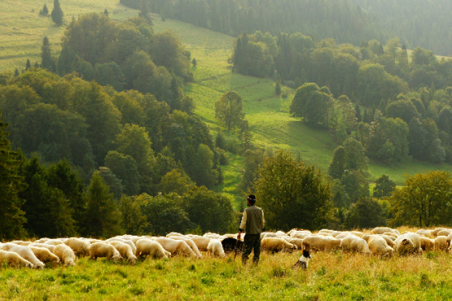 詩篇23篇希伯來文詳解:神聖供應與無盡保護