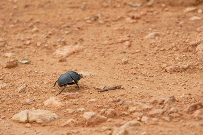 垃圾變資源 張麗萍:不支持極端環保 大自然動態平衡