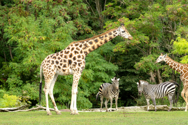 COP16大會 基督教組織呼籲保護野生動物
