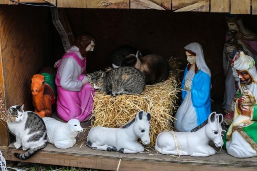 紐約溫馨小景:聖誕馬糟上的流浪貓