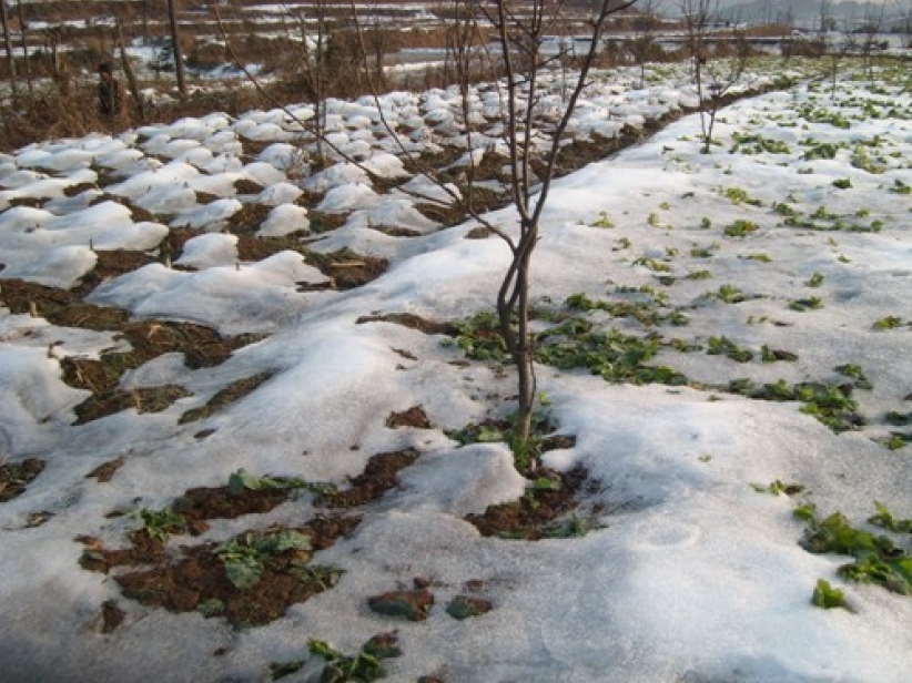 中国雪灾灾民劫后余生仍待帮助