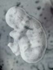 幹細胞研究在世界範圍內日益引起關注