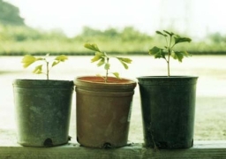 主的話語的力量