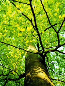 怎樣去認識上主