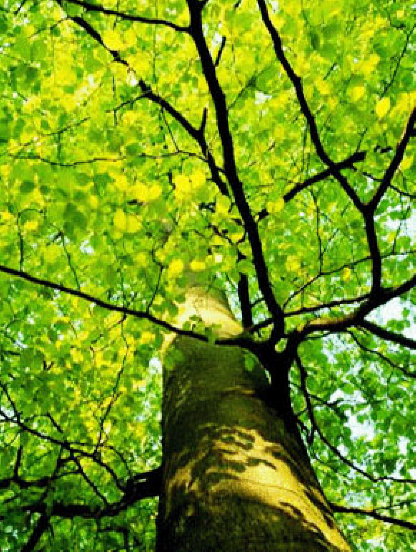 怎樣去認識上主