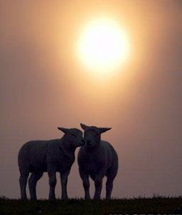 每日經歷神:決心