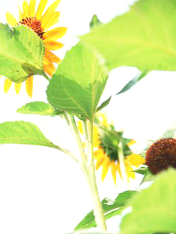 每日經歷神：神的救贖之鑰