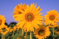 每日經歷神：門徒訓練即基督在你們心裏