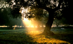 每日經歷神：你們是光