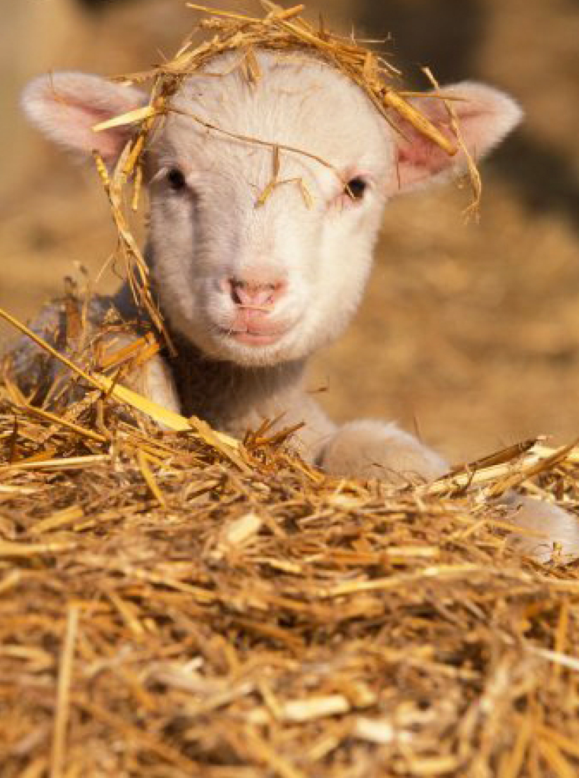 每日經歷神：聖潔是沒有特例的